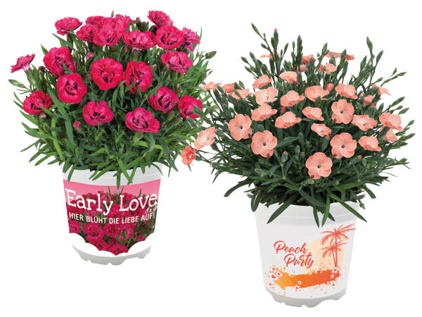 Dianthus