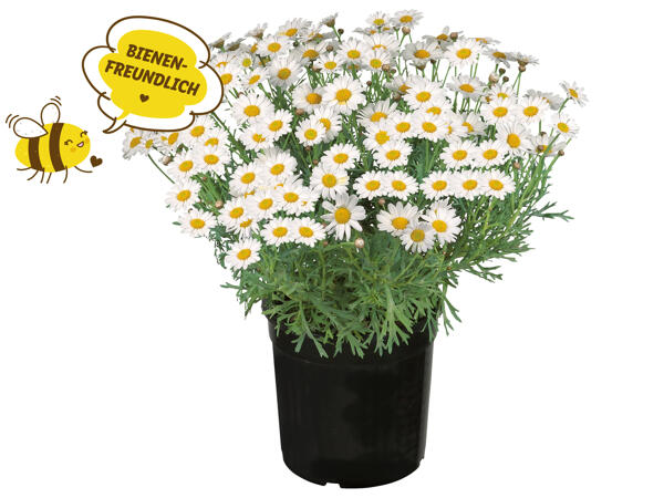 Margeritenbusch