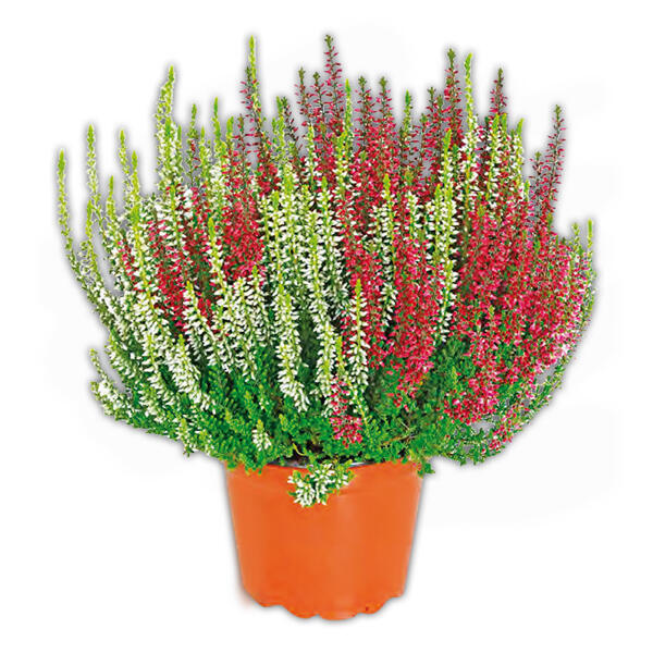 Calluna Trio