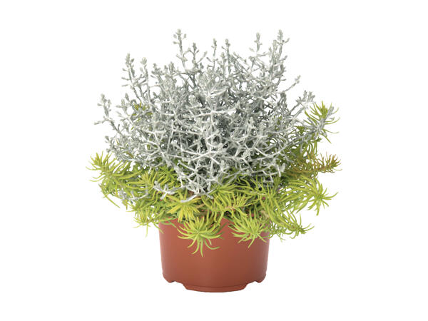 Sammen­plantning