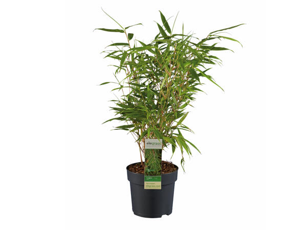 Garden Bamboo