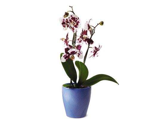 5" Easy Orchid Assorted Colors