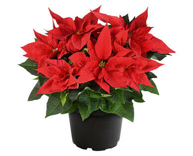 PLANTE DE NOËL