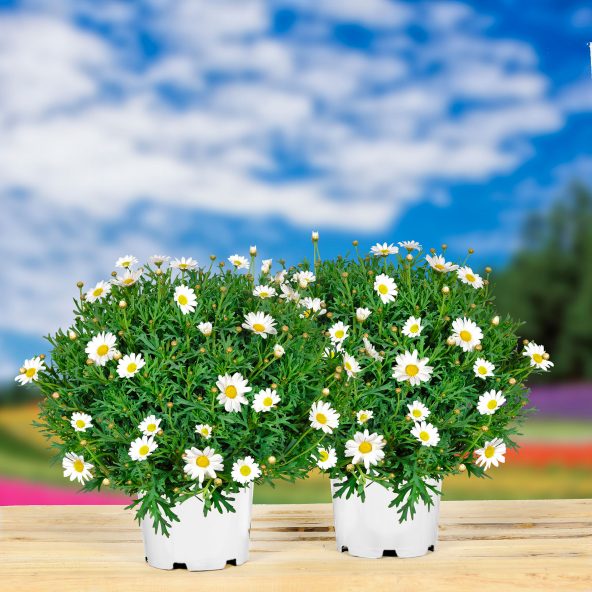 Margueritbusk