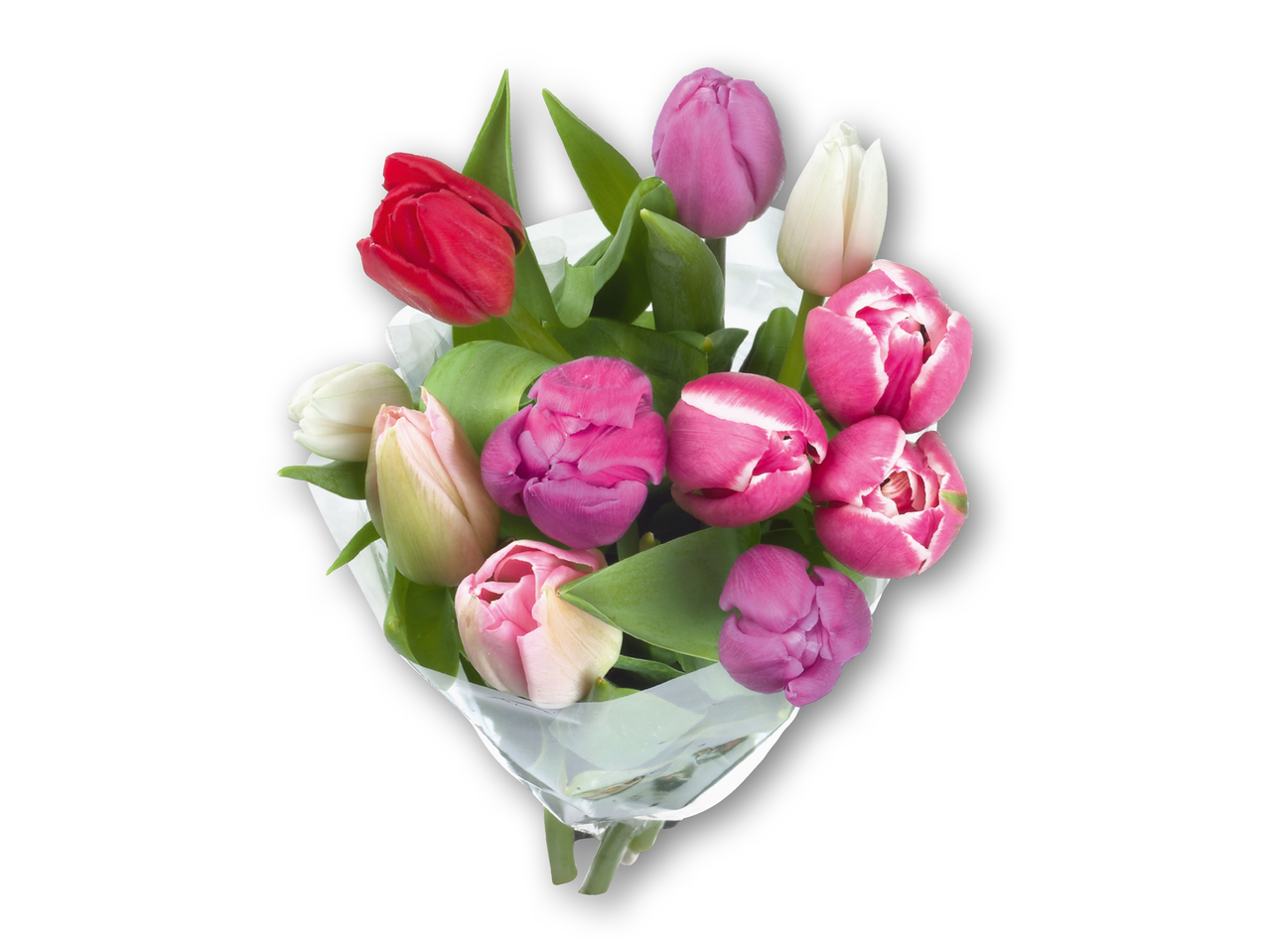 Tulipaner