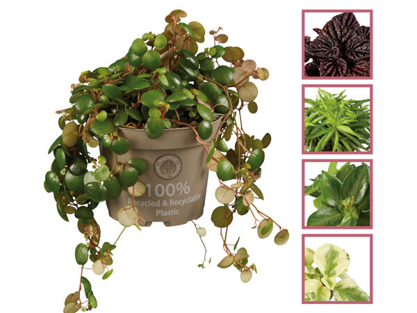 Peperomia