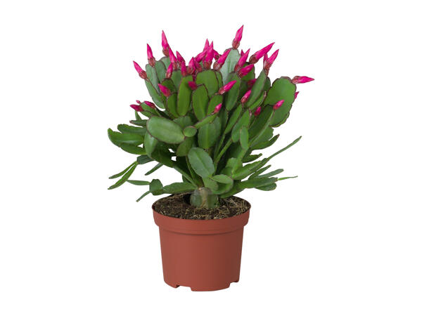 "Schlumbergera" Christmas Cactus
