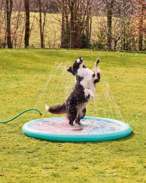 Pet Splash Pad
