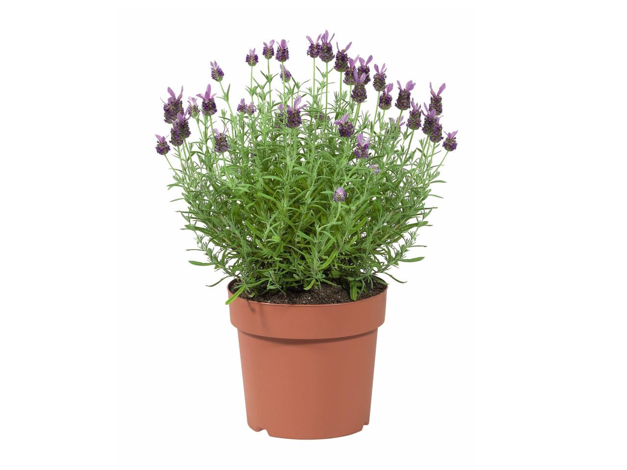 Lavendel XL