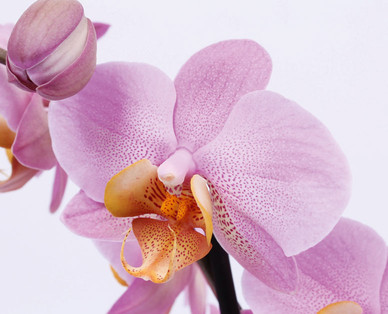 Mini-Orchidee