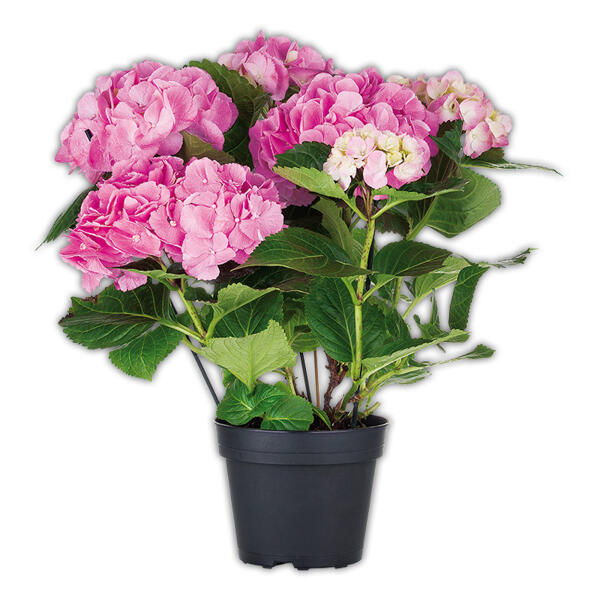 Hortensie
