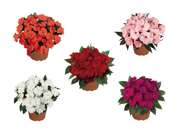 Impatiens