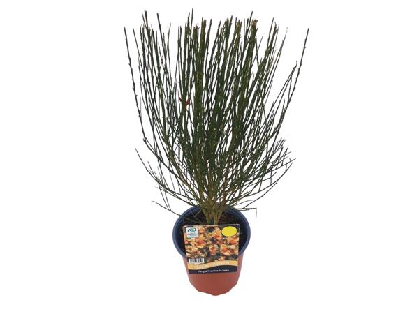 Cytisus Praecox Mix / Broom