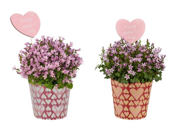 Campanula rosa con portavaso con motivo a cuori