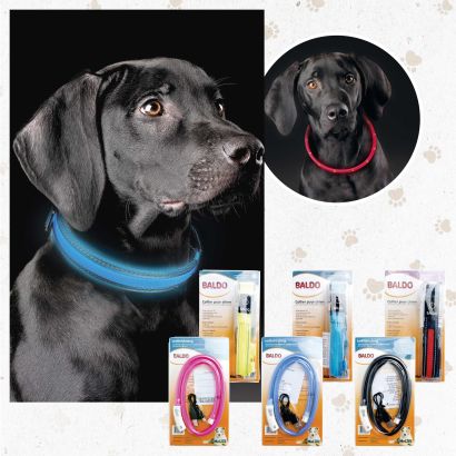 Ledhalsband of ledlichtslang voor honden
