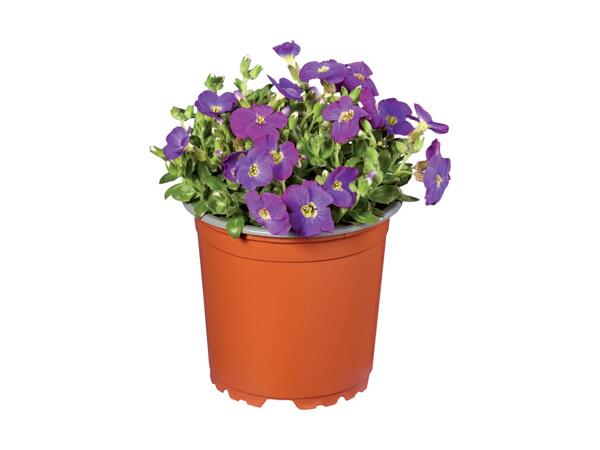 Rockery/​Border Plants