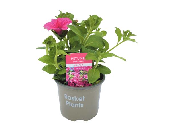 Trailing Petunias (Surfinias)