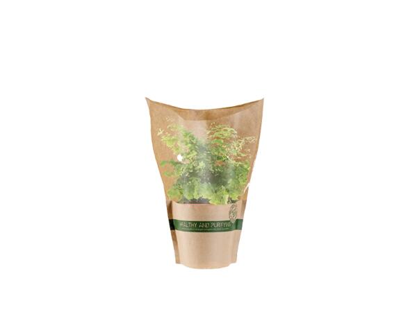 Mix Green Plants
