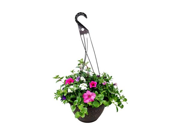 Mixed Hanging Basket