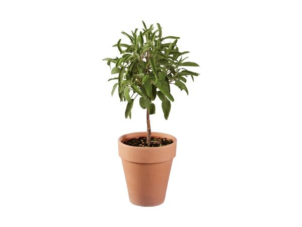 Grøn plante