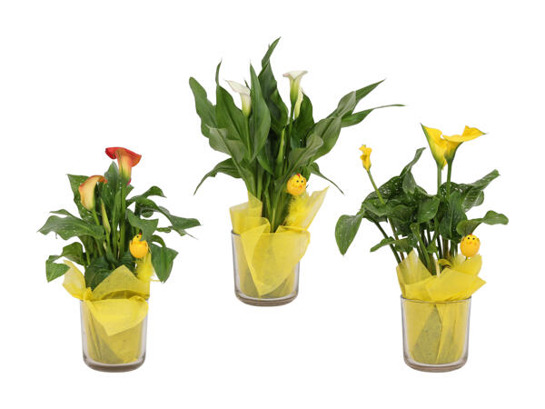 Calla in bicchiere con pulcino