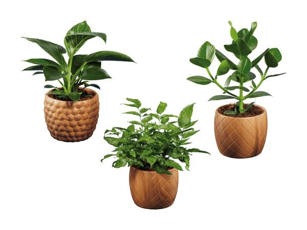 Plantes vertes dans un pot en bois et céramique