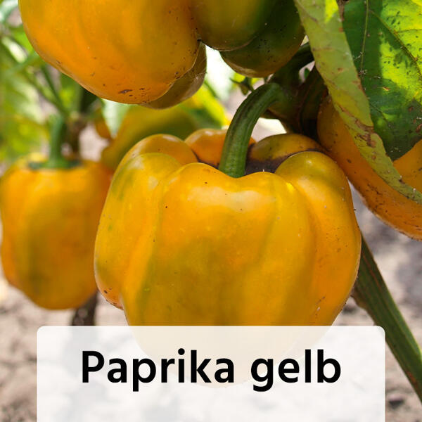 Veredelte Gemüsepflanze