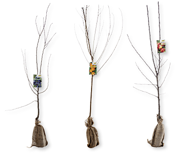 Obstbaum