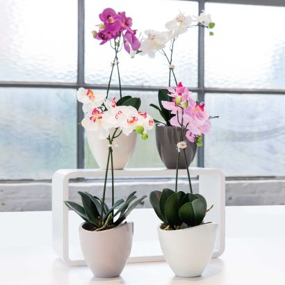 Orchidée en soie