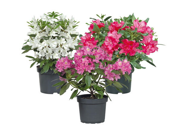Rhododendron