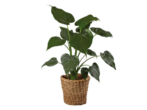 Green Houseplant in Woven Pot