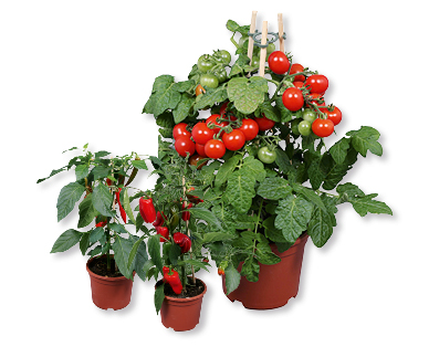 Plantes de petits légumes