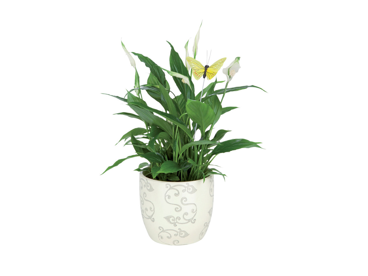 Bloeiplant in keramieken pot