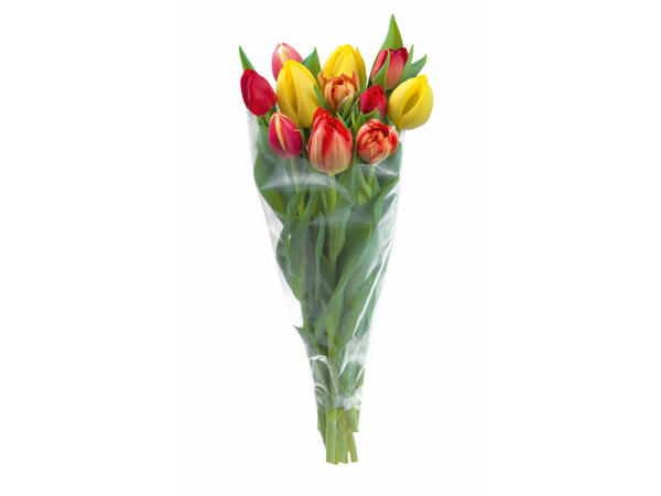Tulipes