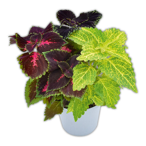 Coleus Trio