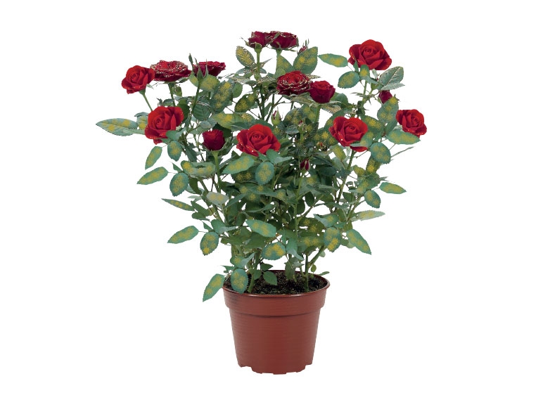 Glittered Roses