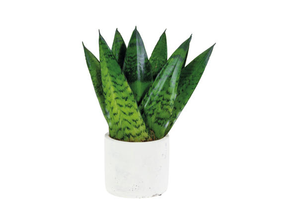 Easy-Care Plants