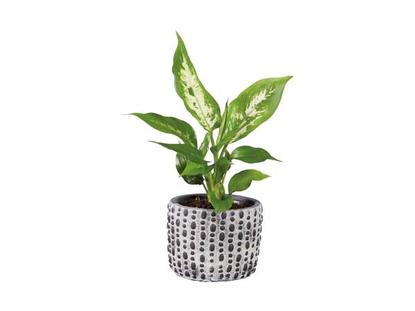 Grøn plante i keramik