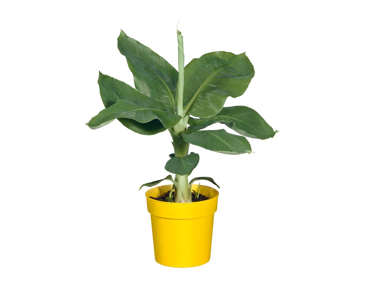 Bananenplant