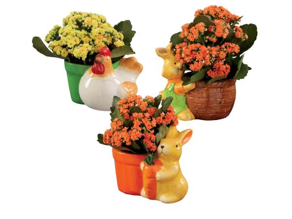 Kalanchoe