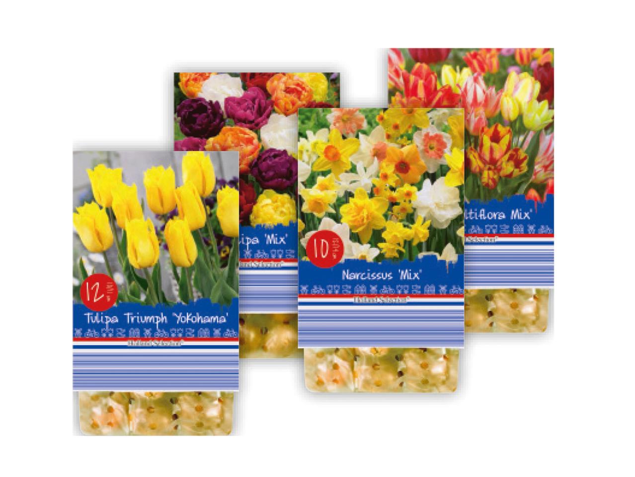 Potted Spring Bulbs