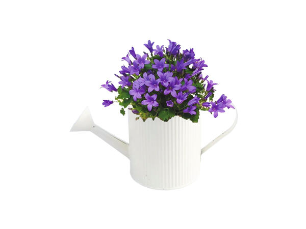 Large Campanula Watering Can