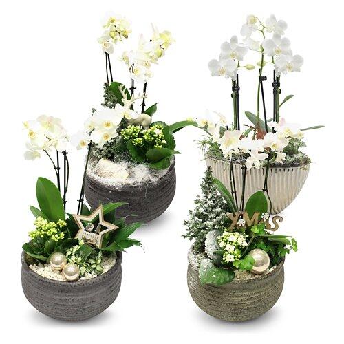 bepflanzte Arrangements XMAS