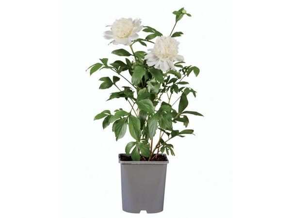 Peony