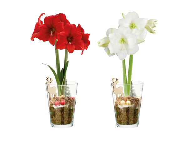 Amaryllis de Noël dans un vase