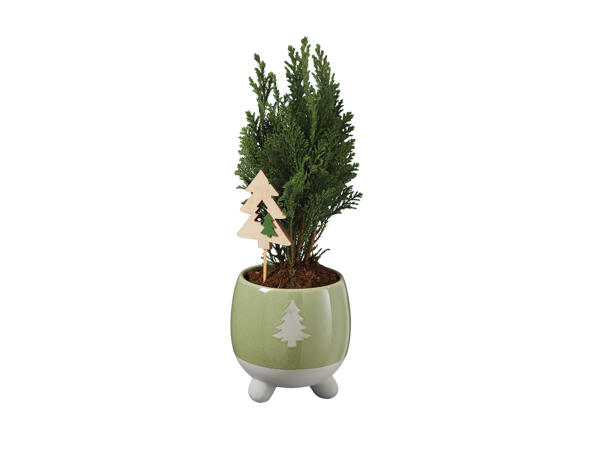 Conifer in Festive Ceramic