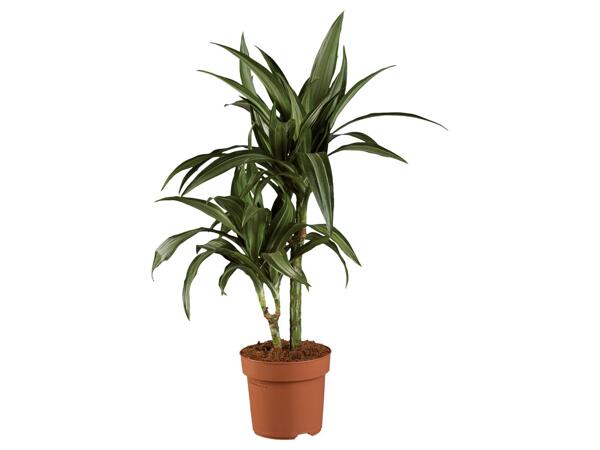 DRACENA MIX