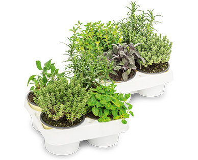 Herbes italiennes pour grillades