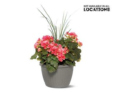 Premium Flowering Plant Assorted Varieties