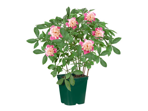 Peonies